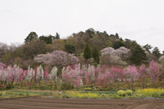 ハナモモと桜