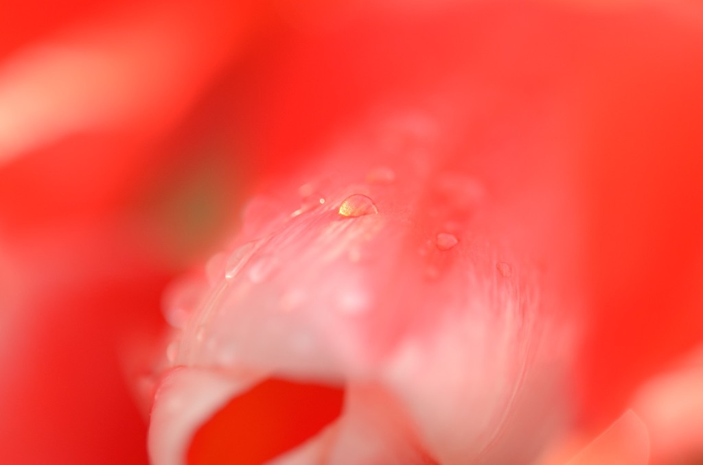 甘露