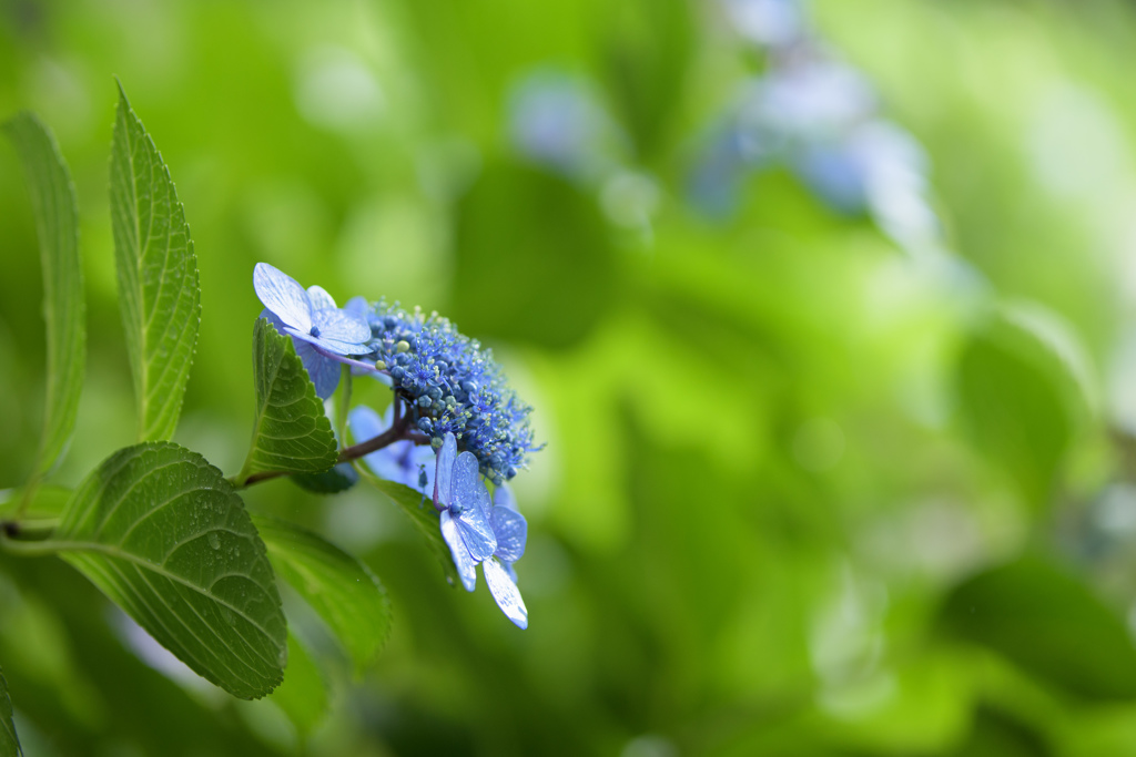 紫陽花