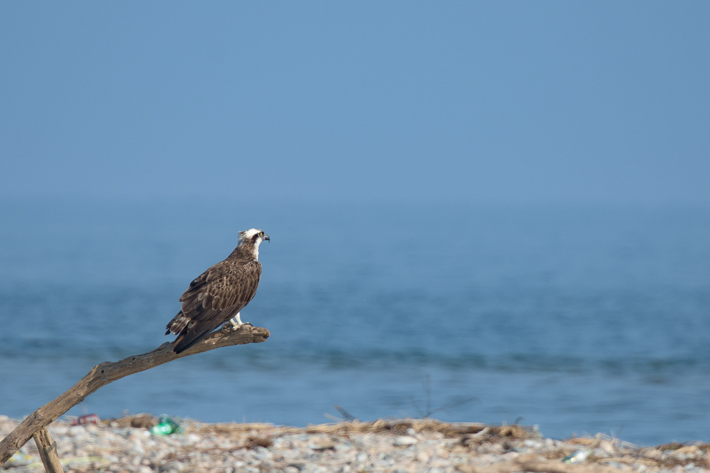 海を見ていた。