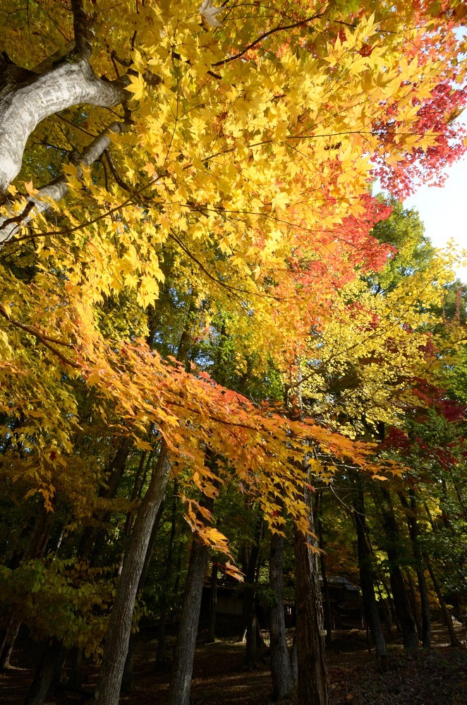 飛騨の里紅葉6