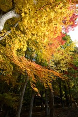 飛騨の里紅葉6