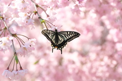 桜に蝶