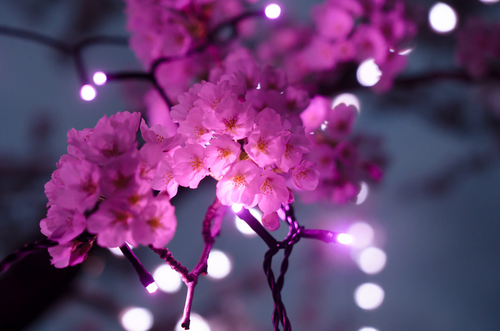 桜イルミネーション