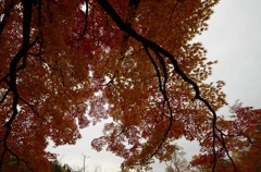 曇天紅葉3