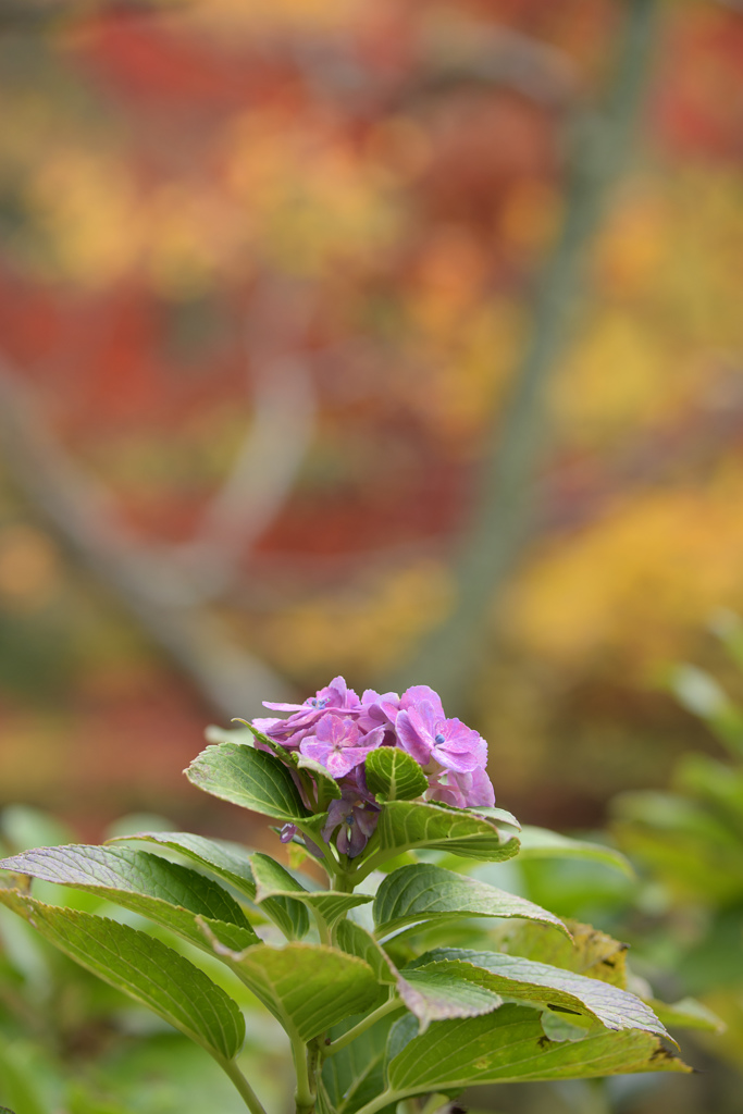 季節外れの共演