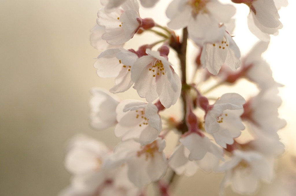 桜