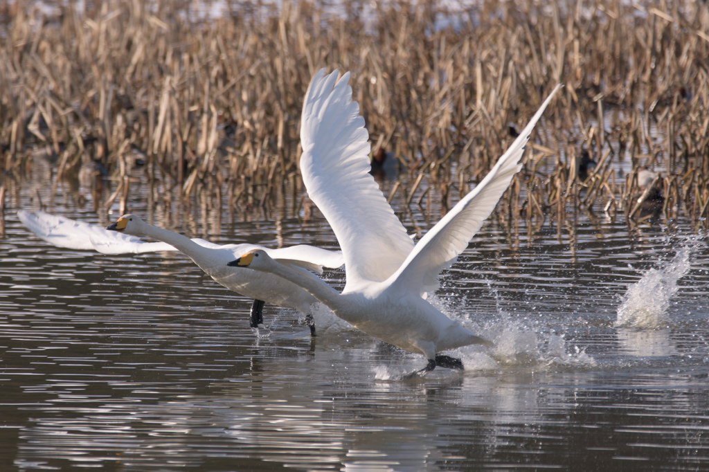 白鳥10