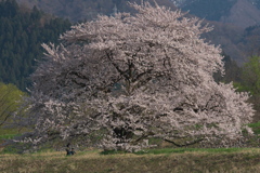 お気に入りの桜2