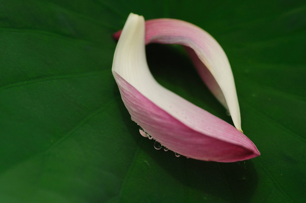 落花