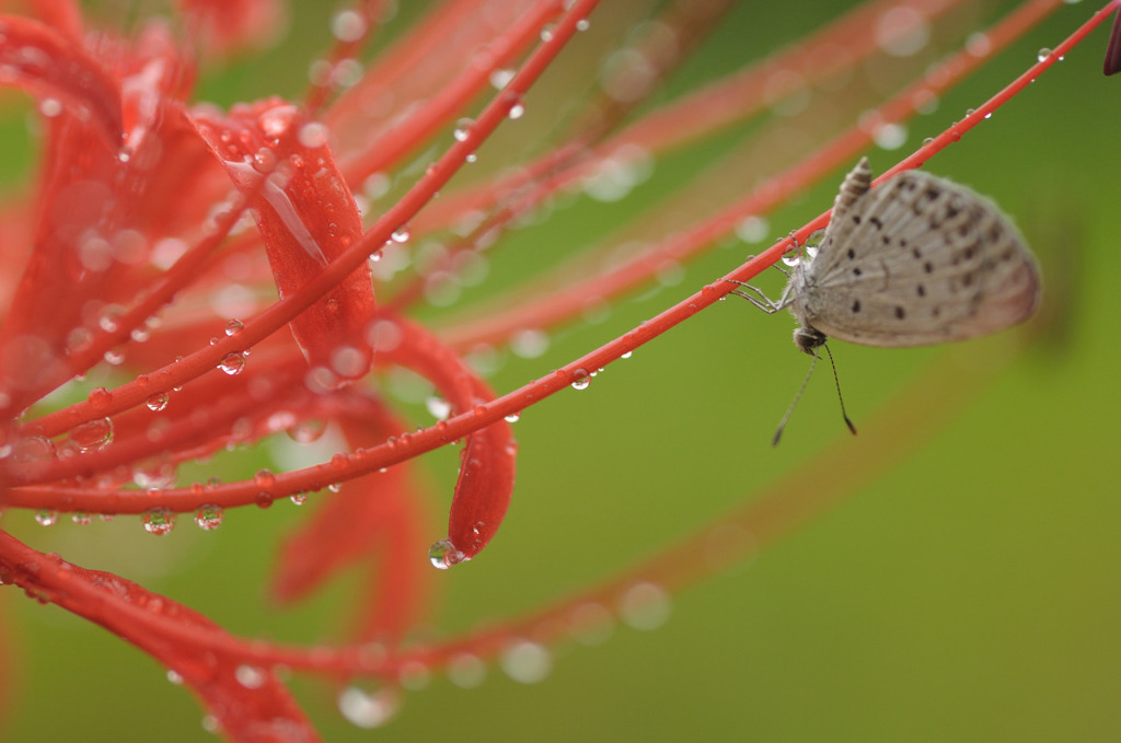 雨