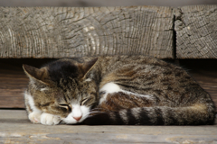 昼下がりの猫