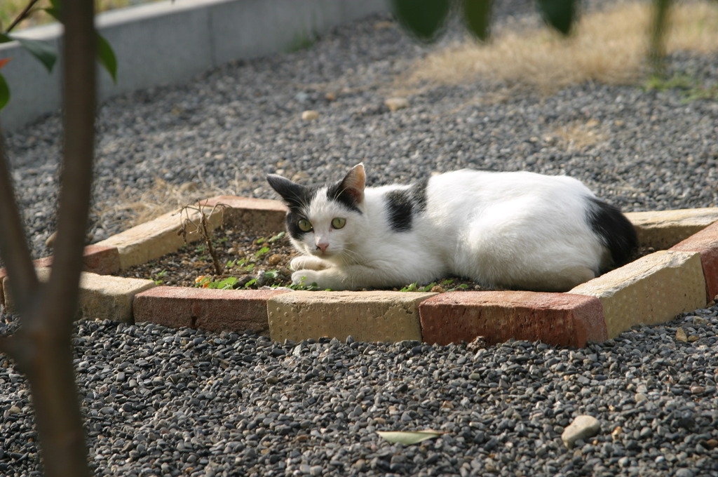 ねこ