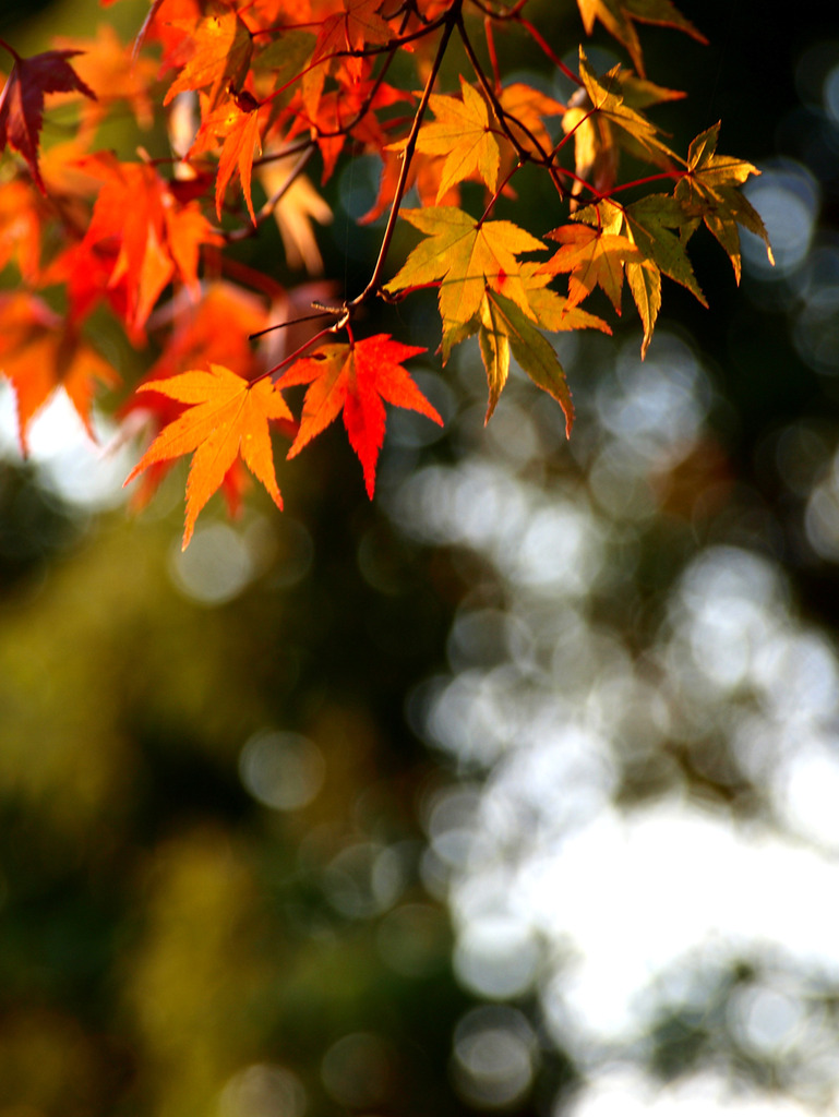 色濃く近づく秋