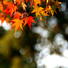 色濃く近づく秋