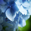紫陽花3