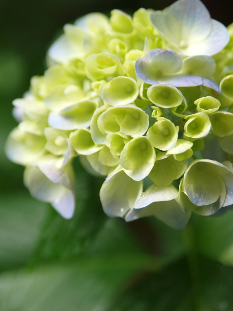 紫陽花1