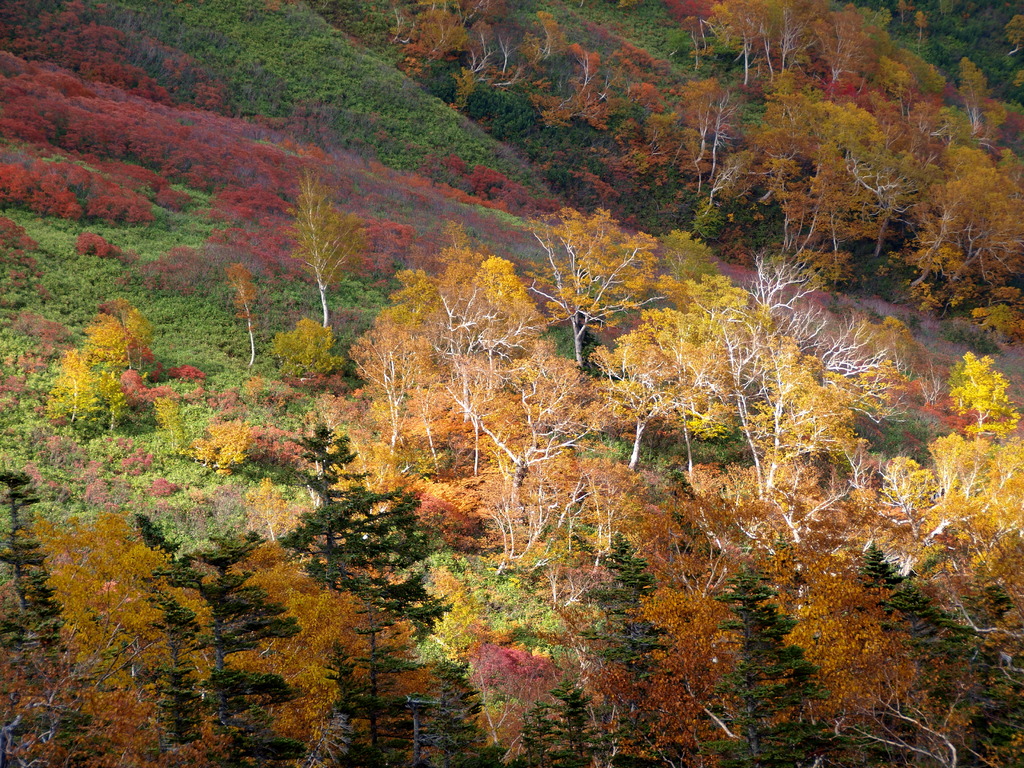 きらめく紅葉