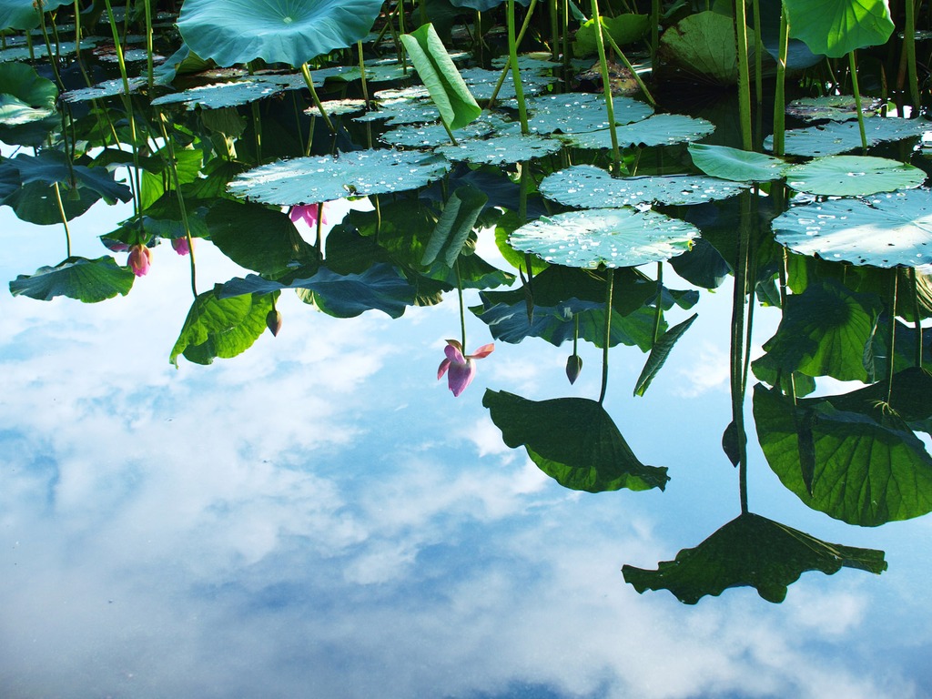 花と水と空と