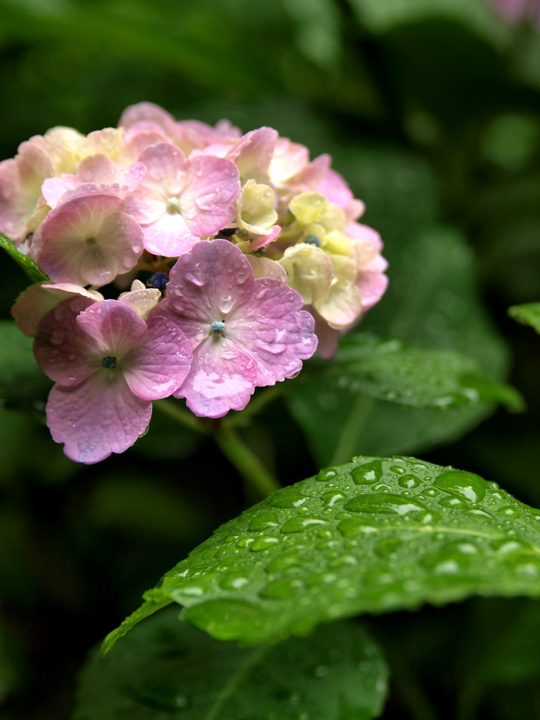 紫陽花2