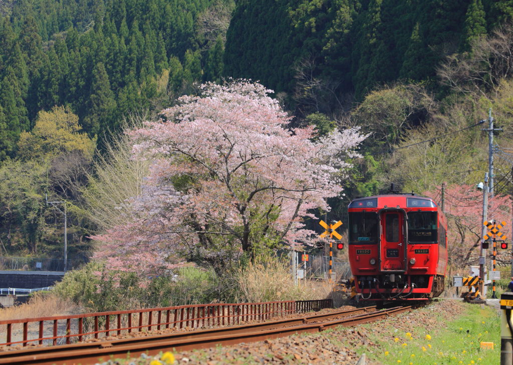 桜　散る　駆け込み乗車^^
