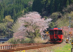 桜　散る　駆け込み乗車^^