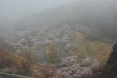 朝霧の千本桜
