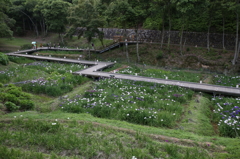 花しょうぶ祭り-5