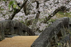 大窪橋と桜-6