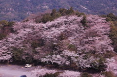 桜♫　まんかい～～～♫