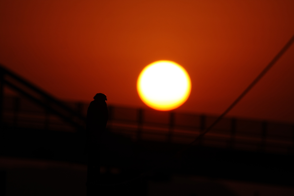 夕日にたたずむ