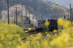 ガタンゴトン　春はA列車で