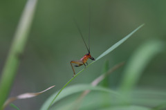 昆虫