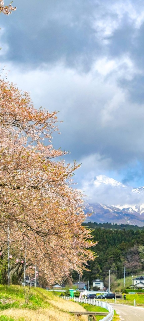 桜と雲で顔隠す鳥海山
