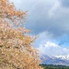 桜と雲で顔隠す鳥海山