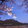 さくら
