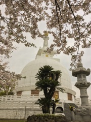 桜＆仏舎利塔