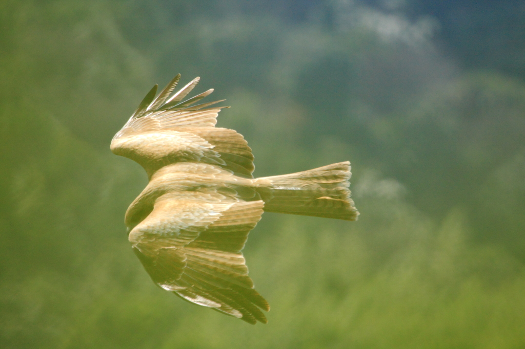 鳶3