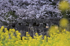 大窪橋と桜-2