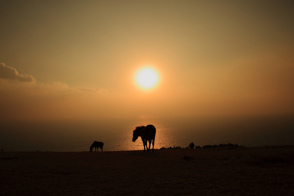 御崎馬と夕日-1