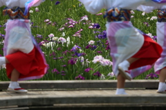 花しょうぶ祭り-13