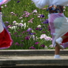 花しょうぶ祭り-13