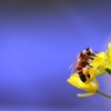 蜂