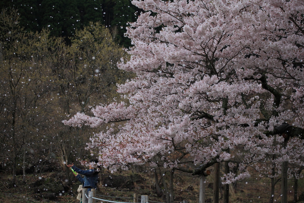 花吹雪