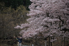 花吹雪