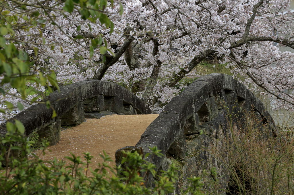 石橋桜-3