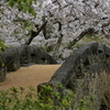 石橋桜-3