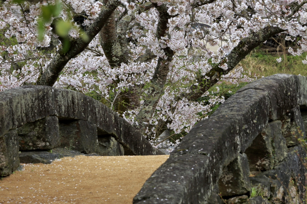 石橋桜-4