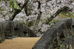 石橋桜-4