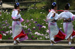 花しょうぶ祭り-14